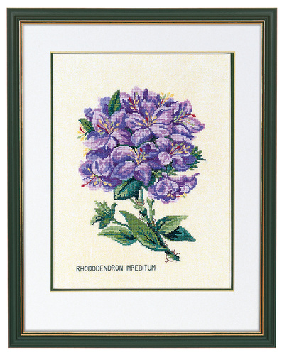Rhododendron, lilla