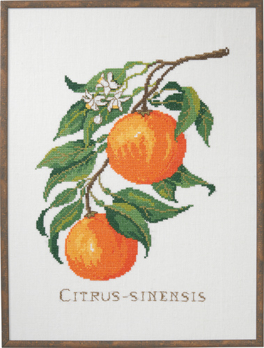 Citrus-senensis      29x39cm