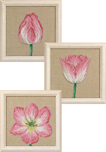 Tulipaner i faser